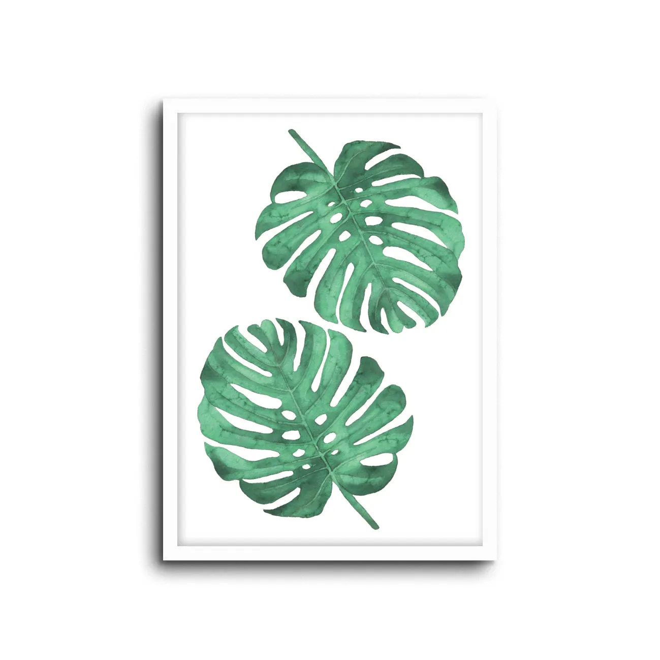 Monstera