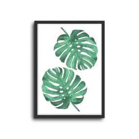 Monstera